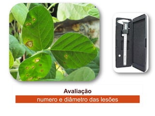 Avaliação
numero e diâmetro das lesões
 