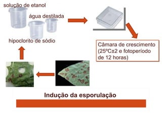 solução de etanol

          água destilada



  hipoclorito de sódio
                                 Câmara de crescimento
                                 (25ºC±2 e fotoperíodo
                                 de 12 horas)




                 Indução da esporulação
 