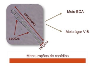 Meio BDA

         co
           mp
             rim
                en
                  to             Meio ágar V-8
septos



            Mensurações de conídios
 