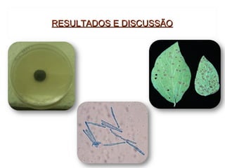 RESULTADOS E DISCUSSÃO
 