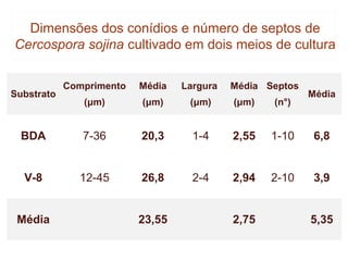 Dimensões dos conídios e número de septos de
Cercospora sojina cultivado em dois meios de cultura

            Comprimento   Média   Largura   Média Septos
Substrato                                                  Média
               (μm)       (μm)     (μm)     (μm)   (n°)


  BDA          7-36       20,3      1-4     2,55   1-10     6,8


  V-8         12-45       26,8      2-4     2,94   2-10     3,9


 Média                    23,55             2,75           5,35
 