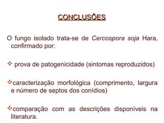 CONCLUSÕES


O fungo isolado trata-se de Cercospora soja Hara,
 confirmado por:

 prova de patogenicidade (sintomas reproduzidos)

caracterização morfológica (comprimento, largura
 e número de septos dos conídios)

comparação com as descrições disponíveis na
 literatura.
 