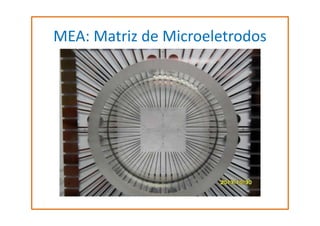MEA: Matriz de Microeletrodos

 