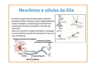 Neurônios e células da Glia
As células da glia são formadas pelos astrócitos
protoplasmáticos e fibrosos, pelos oligodendrócitos
e pelas micróglias. O papel da glia é de fornecer
sustentação mecânica, proteção e nutrição aos
neurônios.
Cabe aos neurônios o papel de produzir e propagar
os sinais elétricos através do transporte de íons em
suas membranas.

 