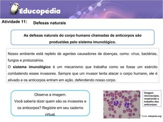 Atividade 11: Defesas naturais
As defesas naturais do corpo humano chamadas de anticorpos são
produzidas pelo sistema imunológico.
Nosso ambiente está repleto de agentes causadores de doenças, como: vírus, bactérias,
fungos e protozoários.
O sistema imunológico é um mecanismo que trabalha como se fosse um exército
combatendo esses invasores. Sempre que um invasor tenta atacar o corpo humano, ele é
ativado e os anticorpos entram em ação, defendendo nosso corpo.
Imagem
microscópia,
mostrando o
trabalho dos
anticorpos.
Fonte: wikipedia.org/
Observe a imagem.
Você saberia dizer quem são os invasores e
os anticorpos? Registre em seu caderno
virtual.
 