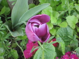 Gustavo Adolfo Bécquer Amor eterno Podrá nublarse el sol eternamente;  Podrá secarse en un instante el mar;  Podrá romperse el eje de la tierra Como un débil cristal.  ¡todo sucederá! Podrá la muerte  Cubrirme con su fúnebre crespón;  Pero jamás en mí podrá apagarse  La llama de tu amor. 