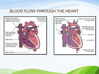 BLOOD FLOW THROUGH THE HEART
 