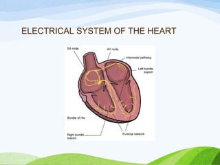 ELECTRICAL SYSTEM OF THE HEART
 