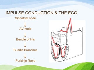 IMPULSE CONDUCTION & THE ECG
Sinoatrial node
AV node
Bundle of His
Bundle Branches
Purkinje fibers
 