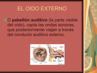 EL OIDO EXTERNO O  pabellón auditivo  (la parte visible del oído), capta las ondas sonoras, que posteriormente viajan a través del conducto auditivo externo. 