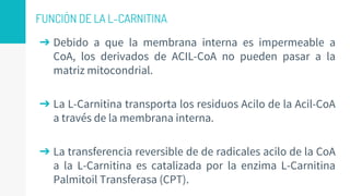 FUNCIÓN DE LA L-CARNITINA
➔ Debido a que la membrana interna es impermeable a
CoA, los derivados de ACIL-CoA no pueden pasar a la
matriz mitocondrial.
➔ La L-Carnitina transporta los residuos Acilo de la Acil-CoA
a través de la membrana interna.
➔ La transferencia reversible de de radicales acilo de la CoA
a la L-Carnitina es catalizada por la enzima L-Carnitina
Palmitoil Transferasa (CPT).
 