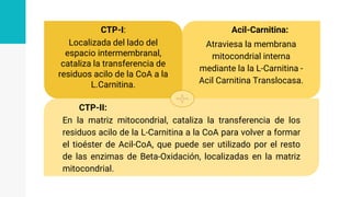 Acil-Carnitina:
Atraviesa la membrana
mitocondrial interna
mediante la la L-Carnitina -
Acil Carnitina Translocasa.
CTP-I:
Localizada del lado del
espacio intermembranal,
cataliza la transferencia de
residuos acilo de la CoA a la
L.Carnitina.
CTP-II:
En la matriz mitocondrial, cataliza la transferencia de los
residuos acilo de la L-Carnitina a la CoA para volver a formar
el tioéster de Acil-CoA, que puede ser utilizado por el resto
de las enzimas de Beta-Oxidación, localizadas en la matriz
mitocondrial.
 