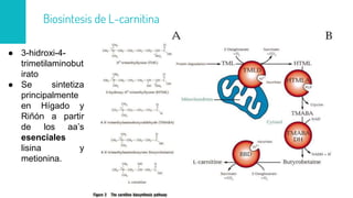 ● 3-hidroxi-4-
trimetilaminobut
irato
● Se sintetiza
principalmente
en Hígado y
Riñón a partir
de los aa’s
esenciales
lisina y
metionina.
Biosíntesis de L-carnitina
 
