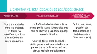 L-CARNITINA VS. BETA-OXIDACIÓN DE LOS ÁCIDOS GRASOS
ÁCIDOS GRASOS
Son transportados
entre los órganos,
en forma no
esterificada, unidos
a la albúmina del
suero sanguíneo.
TRIACILGLICEROLES; VLDL
Los TAG se hidrolizan fuera de la
célula por la lipasa lipoproteica que
deja en libertad a los ácido grasos
no esterificados.
Una vez dentro de la célula, los
ácido graso son transportados a la
parte externa de la mitocondria, o
bien, al retículo endoplásmico.
ACTIVACIÓN DE LOS
ÁCIDOS GRASOS.
En los dos casos,
pueden ser
transformados a
tioésteres de la
Coenzima A (Co).
 