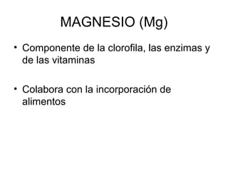 MAGNESIO (Mg) 
• Componente de la clorofila, las enzimas y 
de las vitaminas 
• Colabora con la incorporación de 
alimentos 
 
