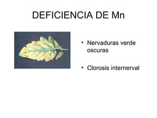 DEFICIENCIA DE Mn 
• Nervaduras verde 
oscuras 
• Clorosis internerval 
 