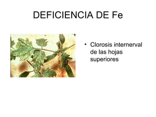 DEFICIENCIA DE Fe 
• Clorosis internerval 
de las hojas 
superiores 
