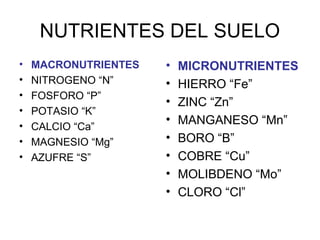 NUTRIENTES DEL SUELO 
• MACRONUTRIENTES 
• NITROGENO “N” 
• FOSFORO “P” 
• POTASIO “K” 
• CALCIO “Ca” 
• MAGNESIO “Mg” 
• ...