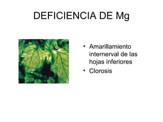 DEFICIENCIA DE Fe 
• Clorosis internerval 
de las hojas 
superiores 
