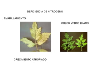 DEFICIENCIA DE NITROGENO 
AMARILLAMIENTO 
COLOR VERDE CLARO 
CRECIMIENTO ATROFIADO 
 