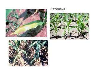 NITROGENO 
 