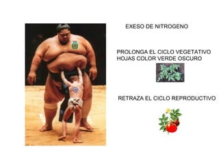 EXESO DE NITROGENO 
PROLONGA EL CICLO VEGETATIVO 
HOJAS COLOR VERDE OSCURO 
RETRAZA EL CICLO REPRODUCTIVO 
 