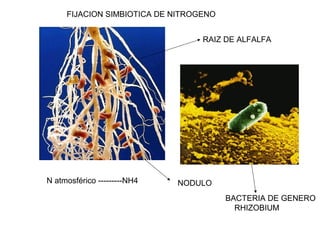 FIJACION SIMBIOTICA DE NITROGENO 
N atmosférico ---------NH4 
RAIZ DE ALFALFA 
NODULO 
BACTERIA DE GENERO 
RHIZOBIUM 
 