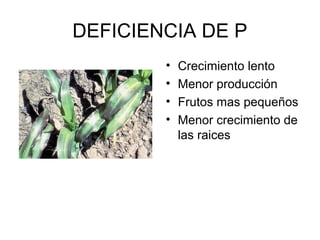 DEFICIENCIA DE P 
• Crecimiento lento 
• Menor producción 
• Frutos mas pequeños 
• Menor crecimiento de 
las raices 
 