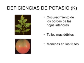 DEFICIENCIAS DE POTASIO (K) 
• Oscurecimiento de 
los bordes de las 
hojas inferiores 
• Tallos mas débiles 
• Manchas en los frutos 
 