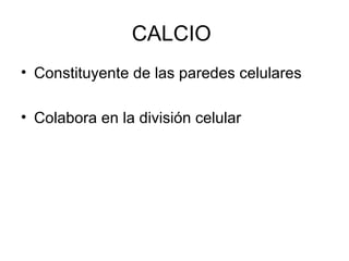 CALCIO 
• Constituyente de las paredes celulares 
• Colabora en la división celular 
 