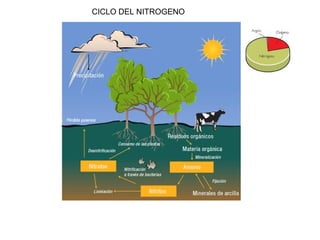 CICLO DEL NITROGENO 
 