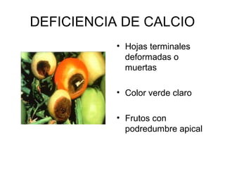 DEFICIENCIA DE CALCIO 
• Hojas terminales 
deformadas o 
muertas 
• Color verde claro 
• Frutos con 
podredumbre apical 
 