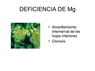 DEFICIENCIA DE Mg 
• Amarillamiento 
internerval de las 
hojas inferiores 
• Clorosis 
 