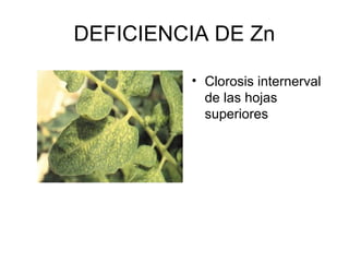 DEFICIENCIA DE Zn 
• Clorosis internerval 
de las hojas 
superiores 
 