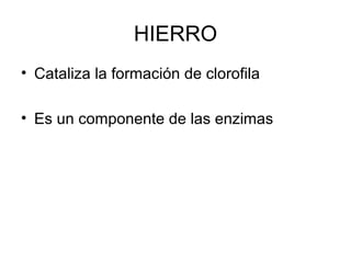 HIERRO 
• Cataliza la formación de clorofila 
• Es un componente de las enzimas 
 