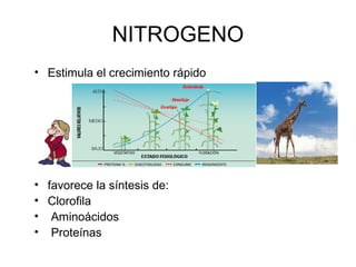 NITROGENO 
• Estimula el crecimiento rápido 
• favorece la síntesis de: 
• Clorofila 
• Aminoácidos 
• Proteínas 
 