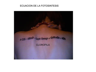 ECUACION DE LA FOTOSINTESIS 
CLOROFILA 
 