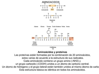 AMINOACIDOS 
Aminoácidos y proteínas 
Las proteínas están formadas por la combinación de 20 aminoácidos, 
estos varias de acuerdo a la estructura de sus radicales. 
Cada aminoácido contiene un grupo amino (-NH2) y 
un grupo carboxilo (-COOH) unidos a un átomo de carbono central. 
Un átomo de hidrógeno y el grupo lateral están también unidos al mismo átomo de carbono. 
Esta estructura básica es idéntica en todos los aminoácidos. 
 