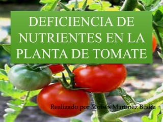 DEFICIENCIA DE
NUTRIENTES EN LA
PLANTA DE TOMATE
Realizado por Moisés Martínez Budia
 