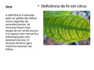 Ferro • Deficiência de Fe em citrus
A deficiência é indicada
pela cor pálida das folhas
novas seguidas de
amarelecimento. As
nervuras ficam mais
largas de cor verde escuro
e o espaço inter nerval fica
esbranquiçado com
possível necrose. O
excesso de ferro gera
manchas escuras nas
folhas.
 
