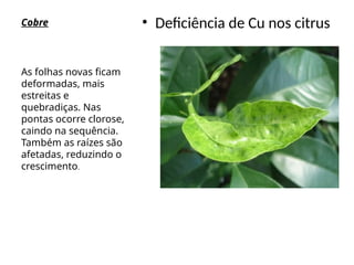 Cobre • Deficiência de Cu nos citrus
As folhas novas ficam
deformadas, mais
estreitas e
quebradiças. Nas
pontas ocorre clorose,
caindo na sequência.
Também as raízes são
afetadas, reduzindo o
crescimento.
 