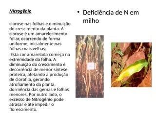 Nitrogênio • Deficiência de N em
milho
clorose nas folhas e diminuição
do crescimento da planta. A
clorose é um amarelecimento
foliar, ocorrendo de forma
uniforme, inicialmente nas
folhas mais velhas.
Esta cor amarelada começa na
extremidade da folha. A
diminuição do crescimento é
decorrência de menor síntese
proteica, afetando a produção
de clorofila, gerando
atrofiamento da planta,
dormência das gemas e folhas
menores. Por outro lado, o
excesso de Nitrogênio pode
atrasar e até impedir o
florescimento.
 