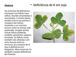 Potássio • Deficiência de K em soja
Os sintomas de deficiência
começam nas folhas mais
velhas, ficando amareladas e
necrosadas. A morte destes
tecidos ocorre nas pontas e
margens das folhas,
tomando a cor marrom
escuro como se tivesse sido
queimada. Surgem pintas
nestas folhas podendo
também apresentar aspecto
enrolado. As folhas novas
também são afetadas com
uma clorose entre as
nervuras. Já o excesso de K
leva à deficiência em
Magnésio. Altos níveis de Ca
também causam deficiência
de Potássio.
 