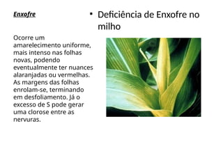 Enxofre • Deficiência de Enxofre no
milho
Ocorre um
amarelecimento uniforme,
mais intenso nas folhas
novas, podendo
eventualmente ter nuances
alaranjadas ou vermelhas.
As margens das folhas
enrolam-se, terminando
em desfoliamento. Já o
excesso de S pode gerar
uma clorose entre as
nervuras.
 