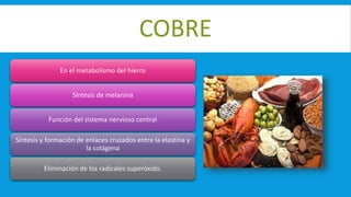 COBRE
En el metabolismo del hierro
Síntesis de melanina
Función del sistema nervioso central
Síntesis y formación de enlaces cruzados entre la elastina y
la colágena
Eliminación de los radicales superóxido.
 