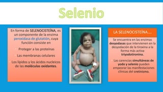 En forma de SELENOCISTEÍNA, es
un componente de la enzima
peroxidasa de glutatión, cuya
función consiste en
 Proteger a las proteínas
 Las membranas celulares
 Los lípidos y los ácidos nucleicos
de las moléculas oxidantes.
LA SELENOCISTEÍNA….
Se encuentra en las enzimas
desyodasas que intervienen en la
desyodación de la tiroxina a la
forma más activa
triyodotironina.
 Las carencias simultáneas de
yodo y selenio pueden
empeorar las manifestaciones
clínicas del cretinismo.
 