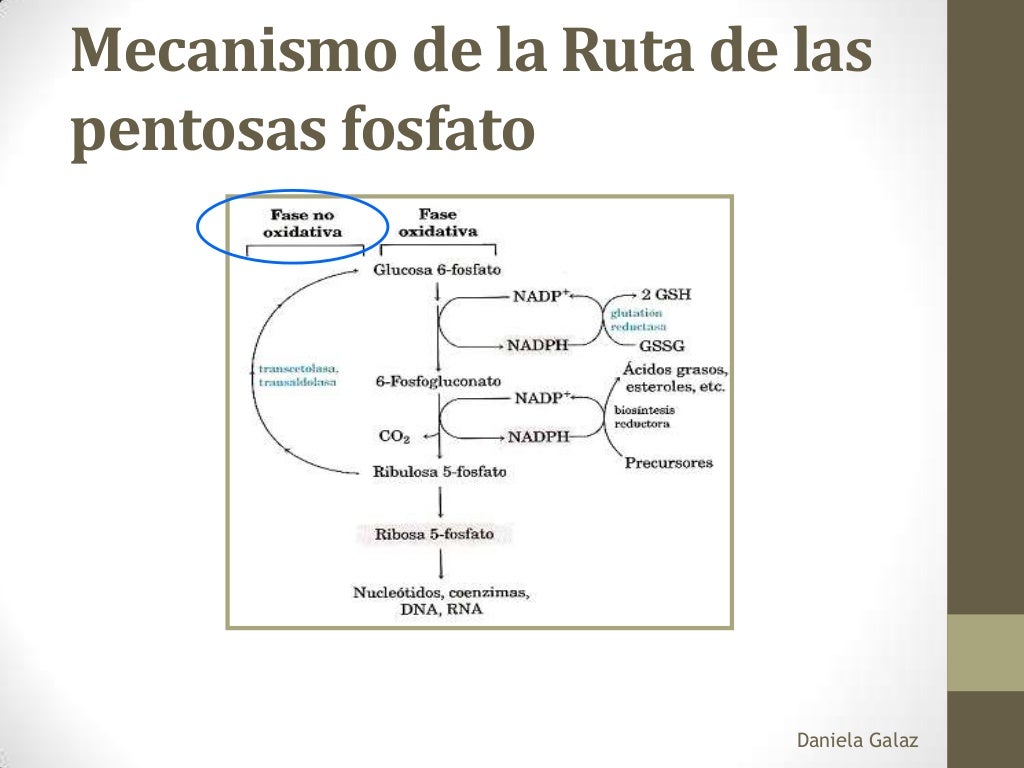 Deficiencia glucosa 6 fosfato deshidrogenasa