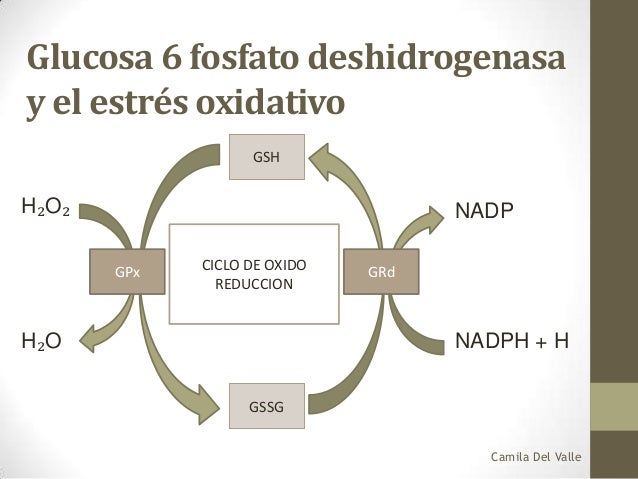 Deficiencia glucosa 6 fosfato deshidrogenasa Deficiencia glucosa 6 fosfato deshidrogenasa