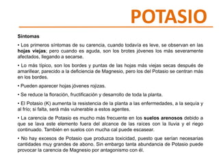 Solución a las carencias de Potasio
• Usar fertilizantes con alta proporción en Potasio, ya sean complejos N-
P-K o simple...