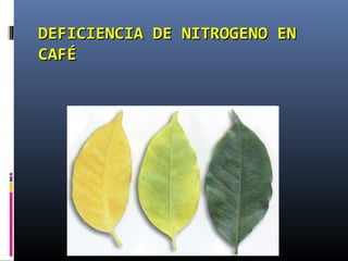 DEFICIENCIA DE NITROGENO ENDEFICIENCIA DE NITROGENO EN
CAFÉCAFÉ
 